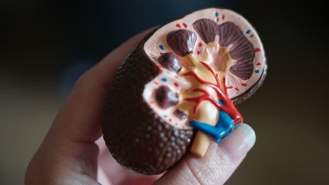 10 Worrying Signs of Kidney Disease
